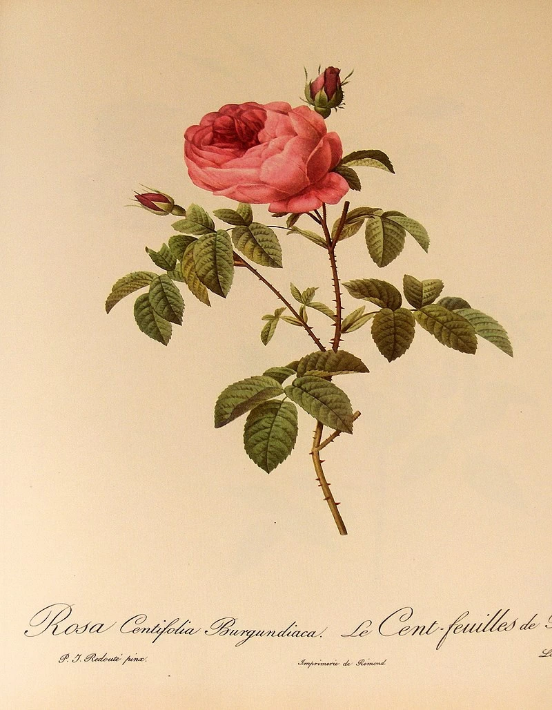 Rosa centifolia Burgundiaca